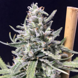 Super Skunk Thunderstorm | R-Kiem Seeds | Semillas Autoflorecientes