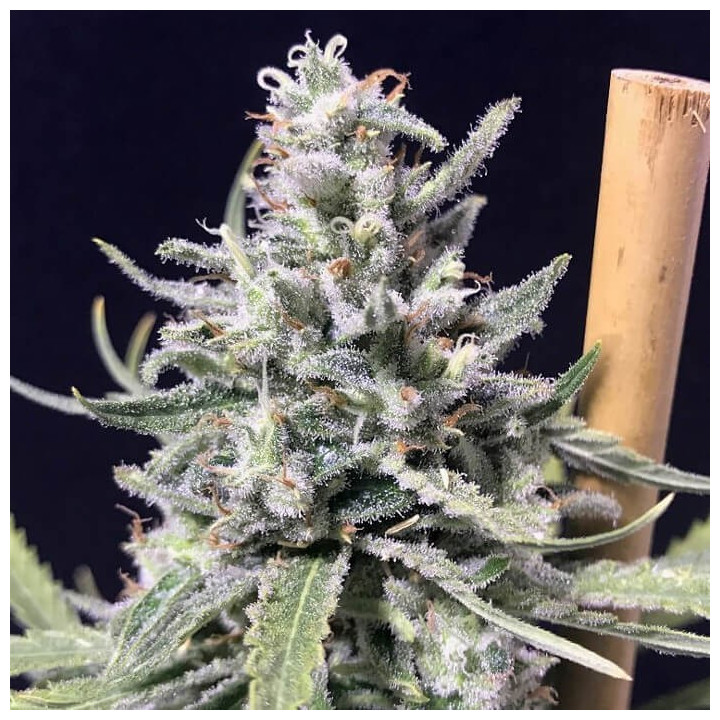 Super Skunk Thunderstorm | R-Kiem Seeds | Semillas Autoflorecientes