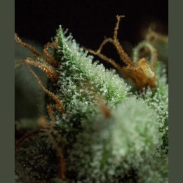 G.O.S | R-Kiem Seeds | Semillas de Marihuana