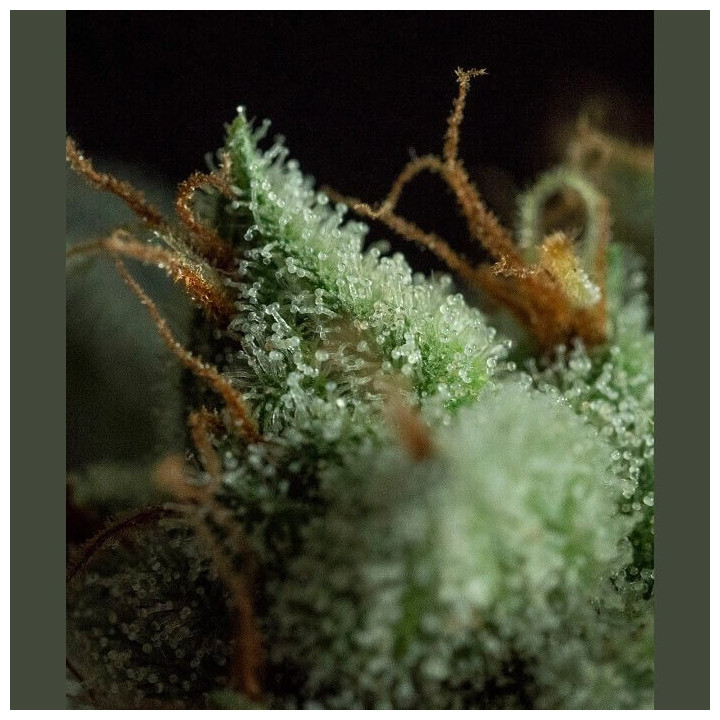 G.O.S | R-Kiem Seeds | Semillas de Marihuana