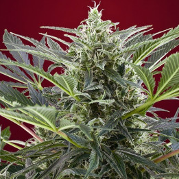 Cream 47 (Sweet Seeds)
