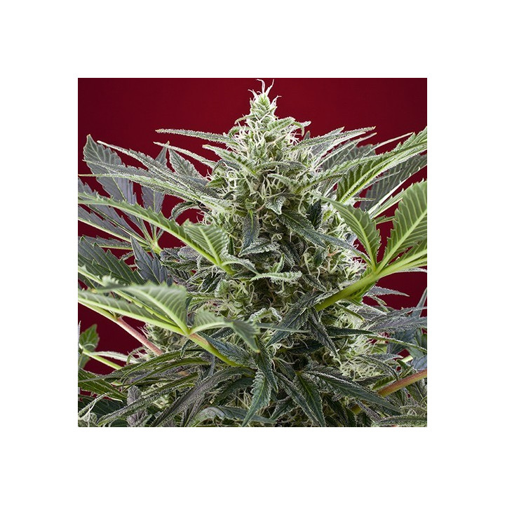 Cream 47 (Sweet Seeds)