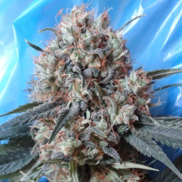 Nepal Jam x Kali China | Ace Seeds | Semillas de Marihuana