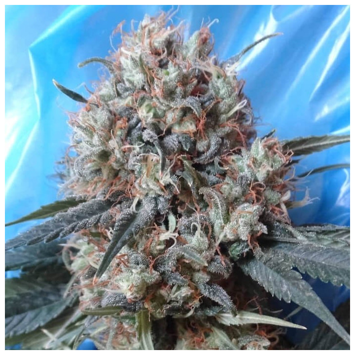 Nepal Jam x Kali China | Ace Seeds | Semillas de Marihuana