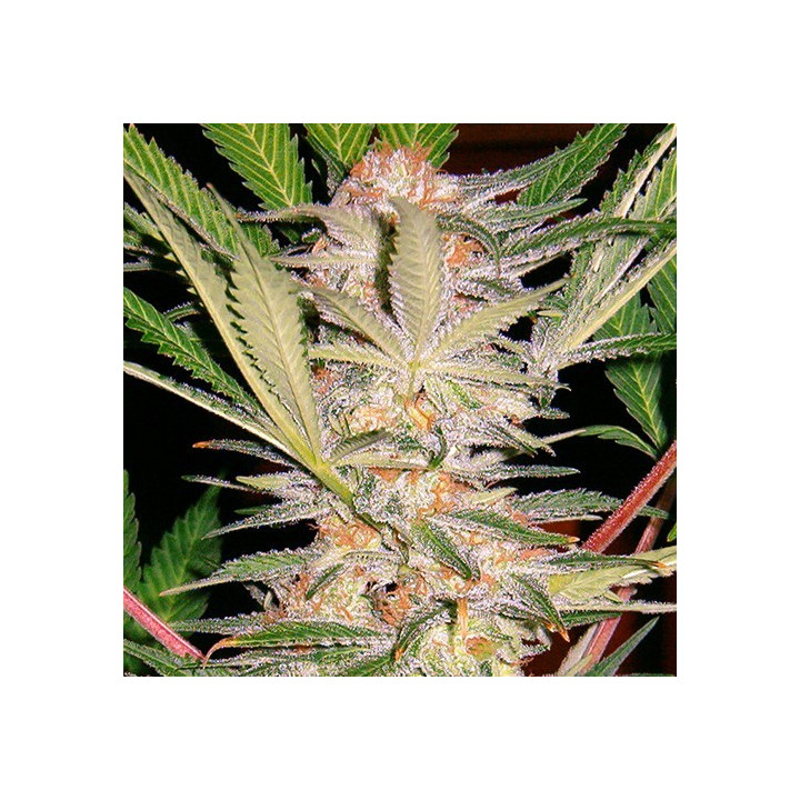 S.A.D. (Sweet Seeds)