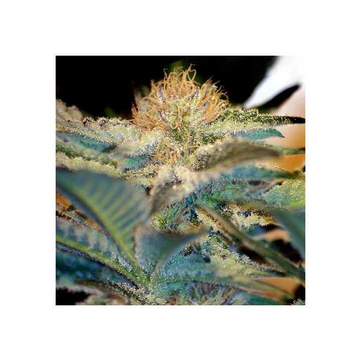 Mohan Ram (Sweet Seeds)