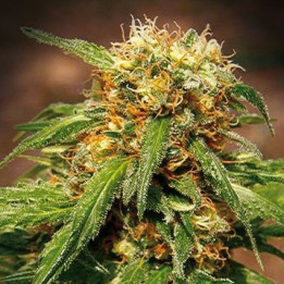 Sweet Thai (Sweet Seeds)
