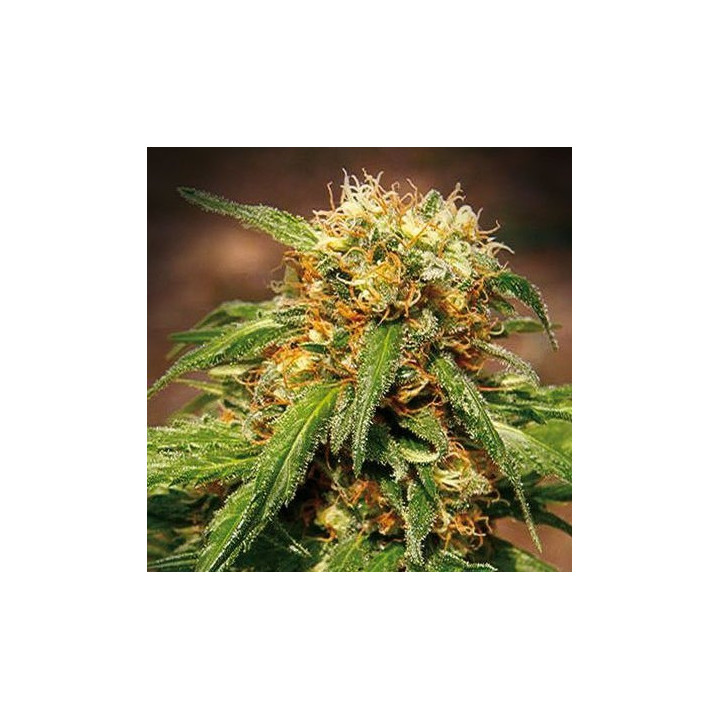 Sweet Thai (Sweet Seeds)