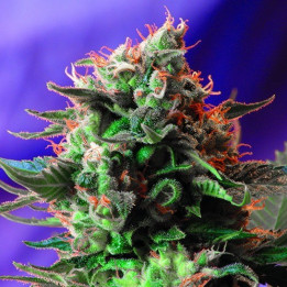 Jack 47 (Sweet Seeds)