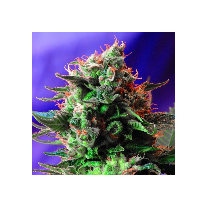 Jack 47 (Sweet Seeds)