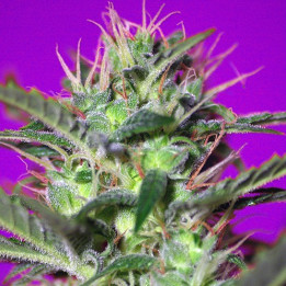 Botafumeiros (Sweet Seeds)
