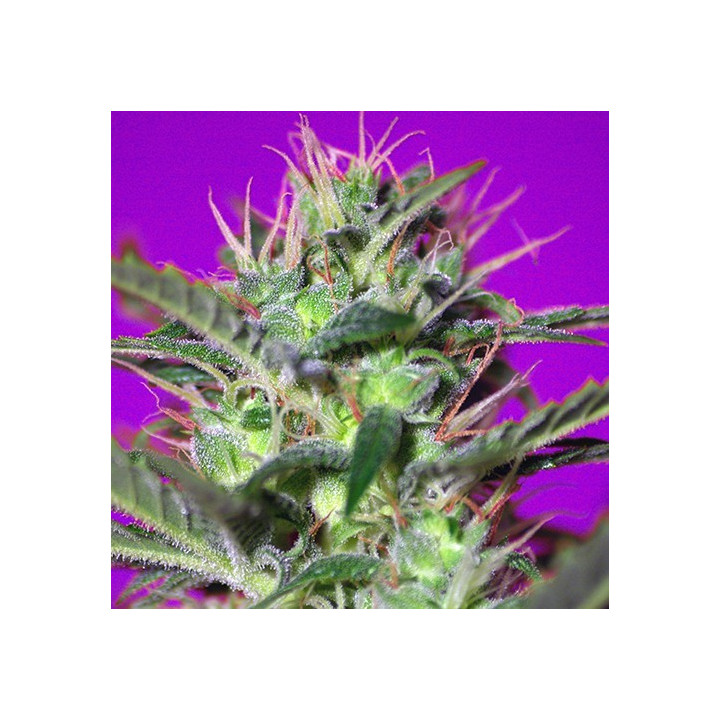 Botafumeiros (Sweet Seeds)