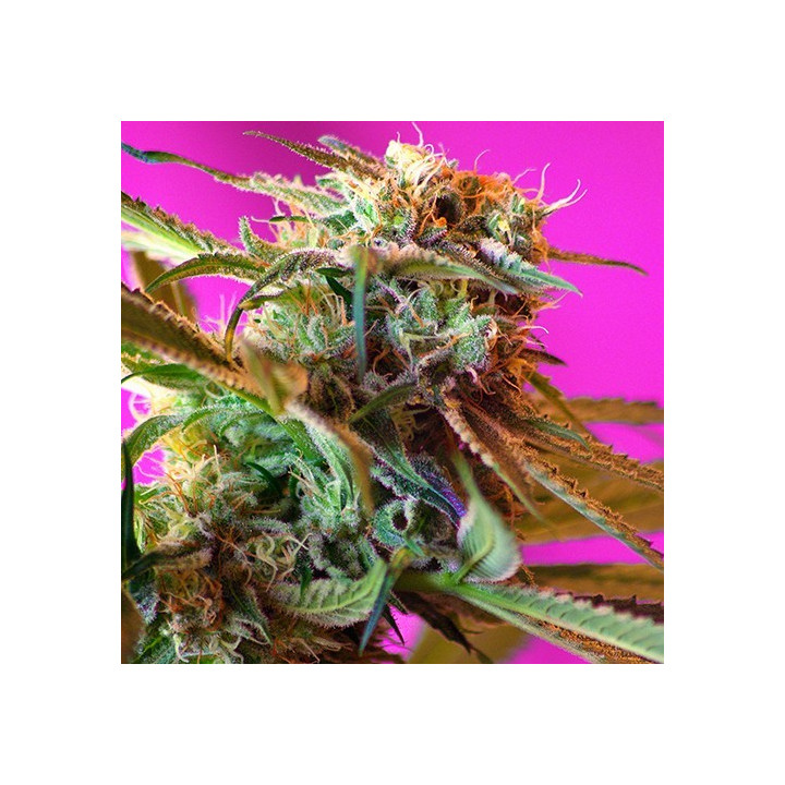 Wild Rose (Sweet Seeds)