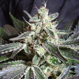 Black Jack (Sweet Seeds)