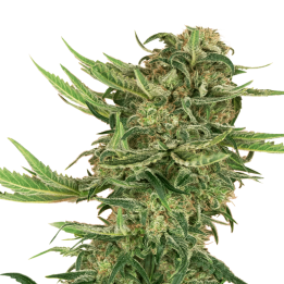 N13 Kush | Sensi Seeds Research | Semillas de Calidad