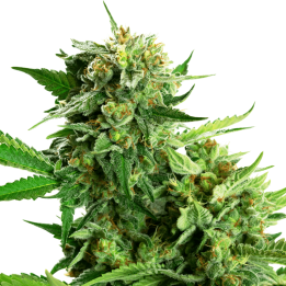 Blackberry Cake | Sensi Seeds Research | Compra Semillas de CALIDAD