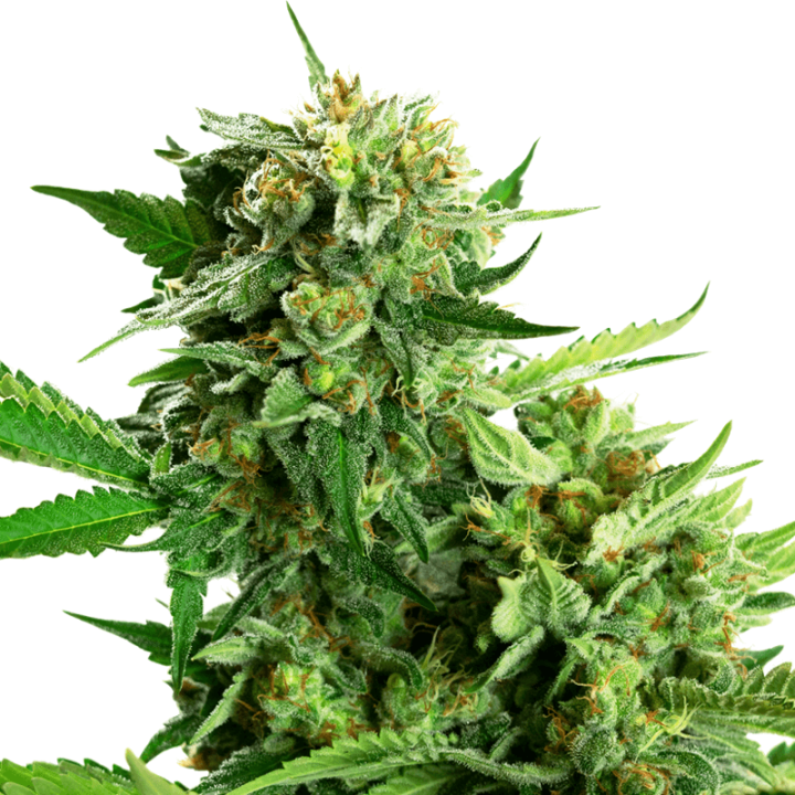 Blackberry Cake | Sensi Seeds Research | Compra Semillas de CALIDAD