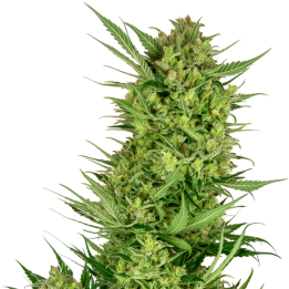 Buttercream Gelato | Sensi Seeds Research | Semillas de Calidad