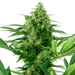 Banana Frosting | Sensi Seeds Research | Semillas de Calidad