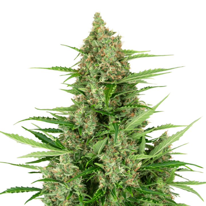 Double Kush Cake | Sensi Seeds Research | Semillas CBD al mejor precio