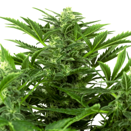 Mandarine Punch Auto | Sensi Seeds Research | Semillas CBD al mejor precio