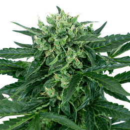 Sensi Amnesia Auto | Sensi Seeds Research | Semillas al mejor precio