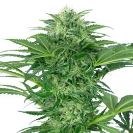 Skunk Dream CBD | Sensi Seeds Research | Semillas CBD al mejor precio