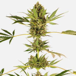 Himalayan CBD | Sensi Seeds | Comprar Semillas feminizadas