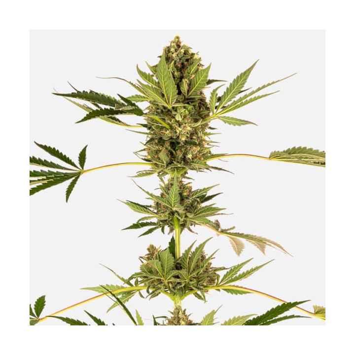 Himalayan CBD | Sensi Seeds | Comprar Semillas feminizadas