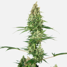 Silver Fire | Sensi Seeds | Comprar Semillas feminizadas