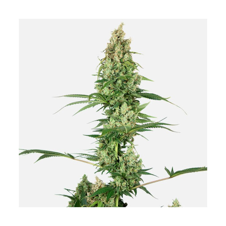 Silver Fire | Sensi Seeds | Comprar Semillas feminizadas
