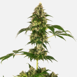 Cobalt Haze | Sensi Seeds | Comprar Semillas feminizadas