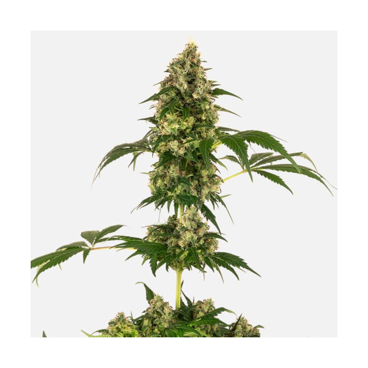 Cobalt Haze | Sensi Seeds | Comprar Semillas feminizadas