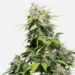 California Indica | Sensi Seeds | Comprar Semillas feminizadas