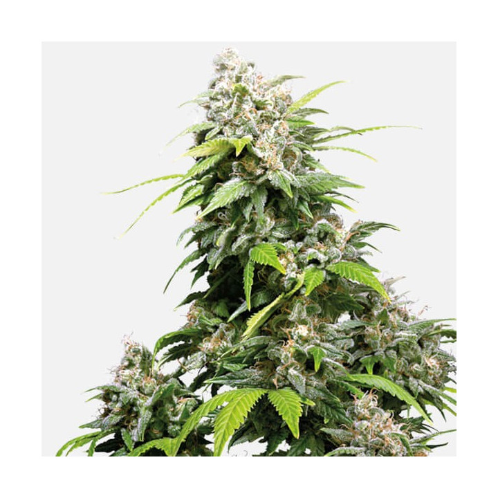 California Indica | Sensi Seeds | Comprar Semillas feminizadas