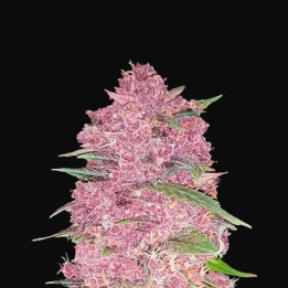 Purple Lemonade Auto | Fast Buds | Semillas de marihuana baratas