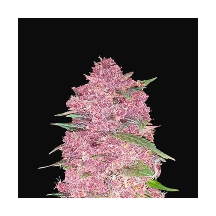 Purple Lemonade Auto | Fast Buds | Semillas de marihuana baratas