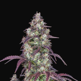 Lemon Pie Auto | Fast Buds | Semillas de marihuana baratas