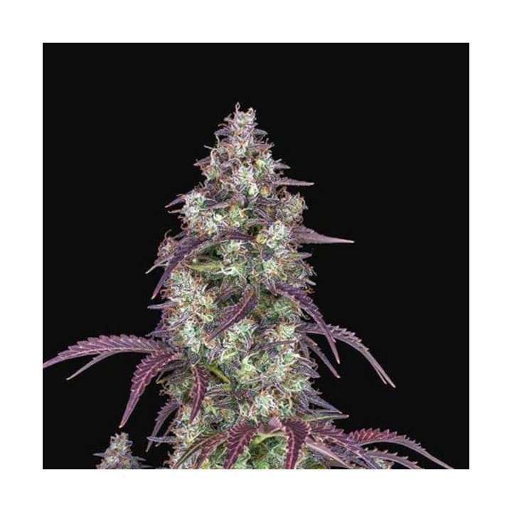Lemon Pie Auto | Fast Buds | Semillas de marihuana baratas