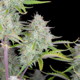 Auto Weeding Cheesecake | Fast Buds | Semillas de marihuana baratas