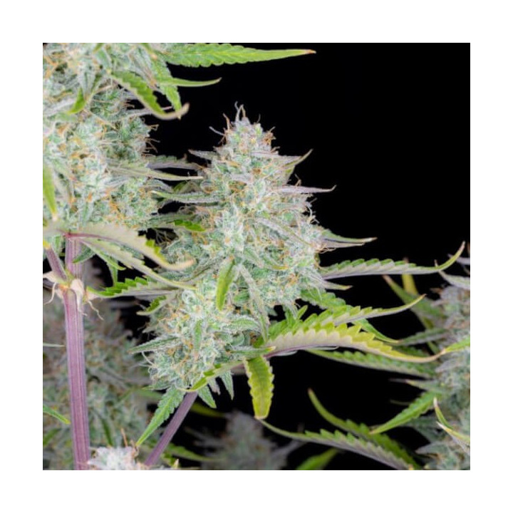 Auto Weeding Cheesecake | Fast Buds | Semillas de marihuana baratas