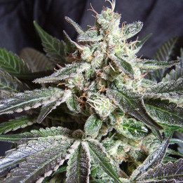 Black Jack F1 Fast Version (Sweet Seeds)