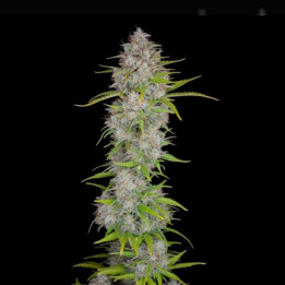 Auto Orange Sherbet | Fast Buds | Semillas de marihuana baratas