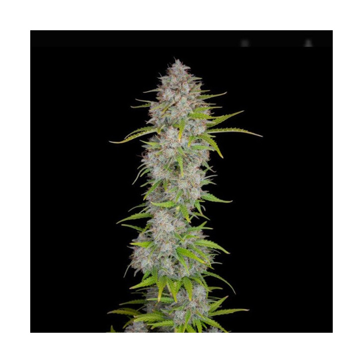 Auto Orange Sherbet | Fast Buds | Semillas de marihuana baratas