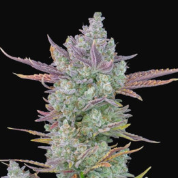 Gorilla Cookies Auto | Fast Buds | Semillas de marihuana baratas