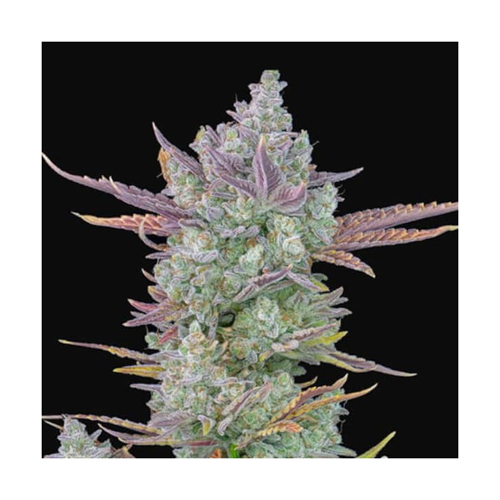 Gorilla Cookies Auto | Fast Buds | Semillas de marihuana baratas