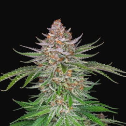Strawberry Pie Auto | Fast Buds | Semillas de marihuana baratas