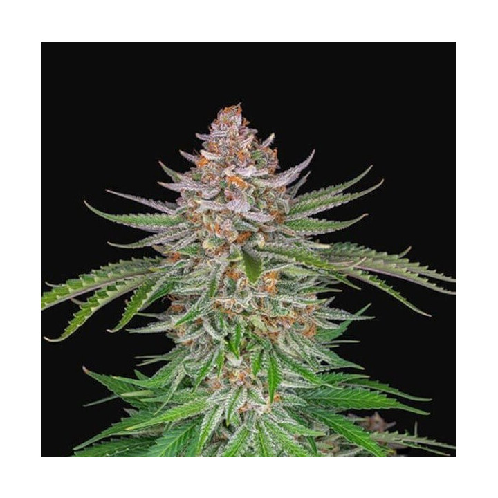 Strawberry Pie Auto | Fast Buds | Semillas de marihuana baratas