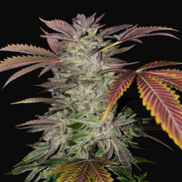Gelato Cake | TH Seeds | Comprar Semillas de CALIDAD