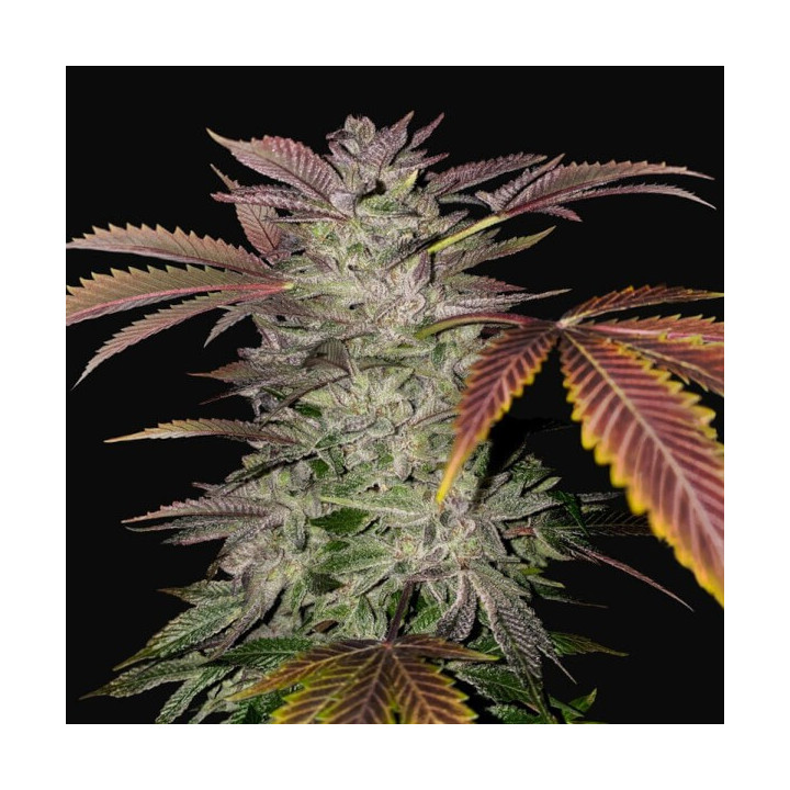 Gelato Cake | TH Seeds | Comprar Semillas de CALIDAD